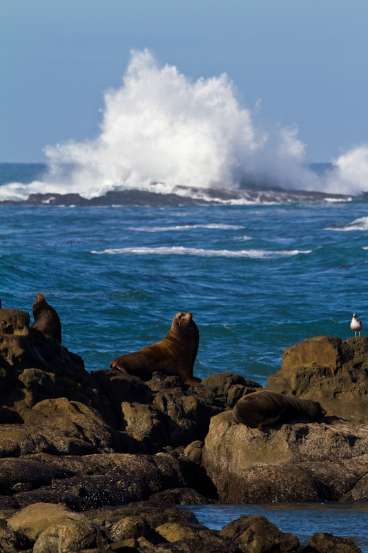 California Sea Lions And Breaking Waves